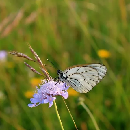 Domacinstvo Na Kraju Svijeta *
