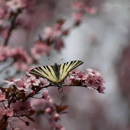 Domacinstvo Na Kraju Svijeta Sipovo