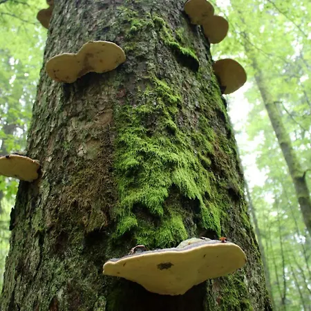 Domacinstvo Na Kraju Svijeta