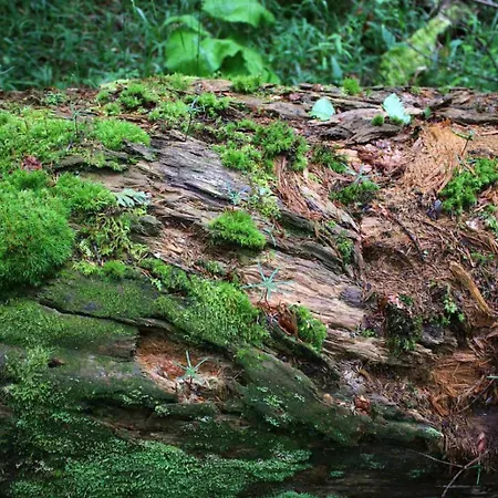 Domacinstvo Na Kraju Svijeta Sipovo
