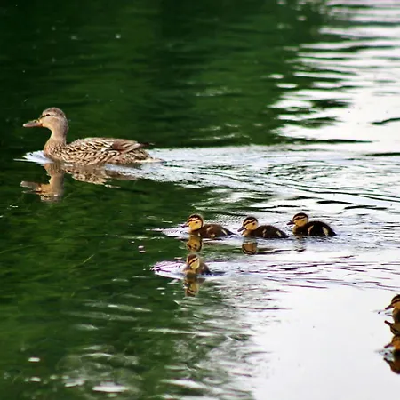Casa de Campo Domacinstvo Na Kraju Svijeta