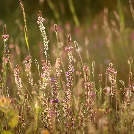 Casa de Campo Domacinstvo Na Kraju Svijeta