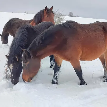 Domacinstvo Na Kraju Svijeta * Sipovo