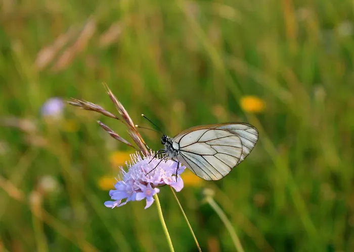 Domacinstvo Na Kraju Svijeta *