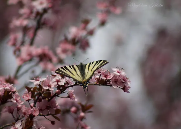 Domacinstvo Na Kraju Svijeta Šipovo