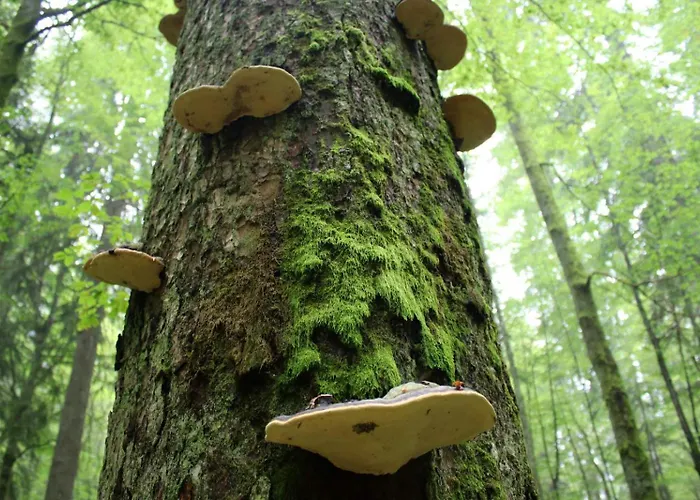 Domacinstvo Na Kraju Svijeta