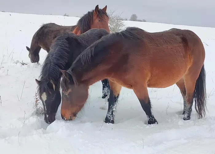Domacinstvo Na Kraju Svijeta * Šipovo